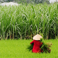 フェアトレード