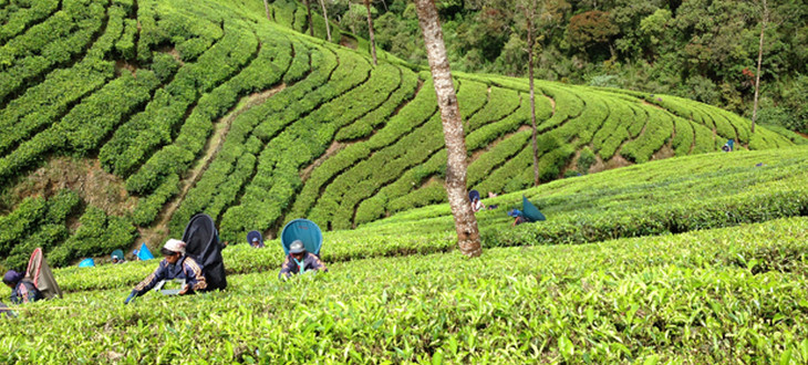 【紅茶のふるさとの農園支援】「午後の紅茶」の裏側に隠された意外な真実！美味しい茶葉を守るために私達がやるべきこととは！？