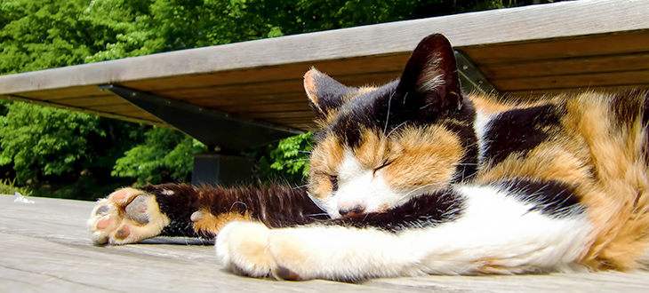 【もっと買いたくにゃる！】フェリシモ猫部には、にゃんこも人も嬉しいグッズが大集合！