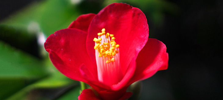 【復興支援】被災地で不眠に悩む方のために開発された！おやすみ前のフレグランス「椿の夢」を使ってみたよ